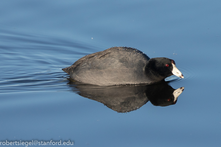 emily renzel wetlands